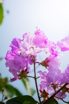 The background image of the colorful flowers, background nature