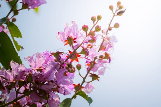 The background image of the colorful flowers, background nature