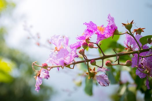 The background image of the colorful flowers, background nature