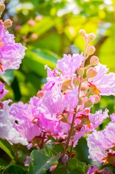 The background image of the colorful flowers, background nature