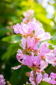 The background image of the colorful flowers, background nature