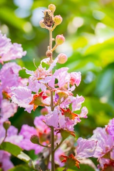 The background image of the colorful flowers, background nature