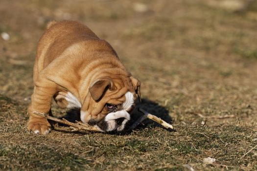 Portrait of the english bulldog in outdoor