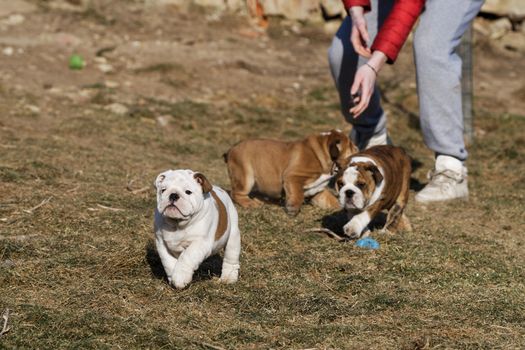 Portrait of the english bulldog in outdoor