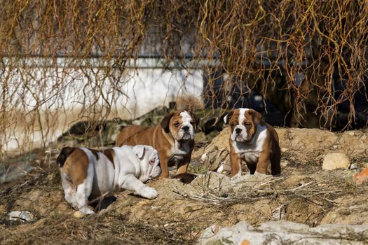 Portrait of the english bulldog in outdoor
