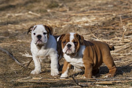 Portrait of the english bulldog in outdoor