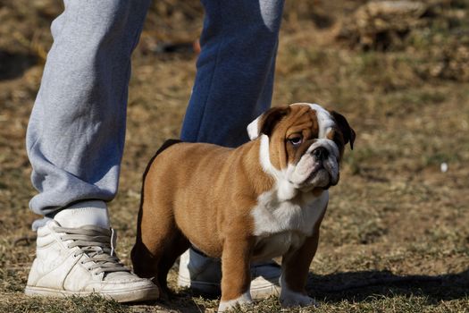 Portrait of the english bulldog in outdoor