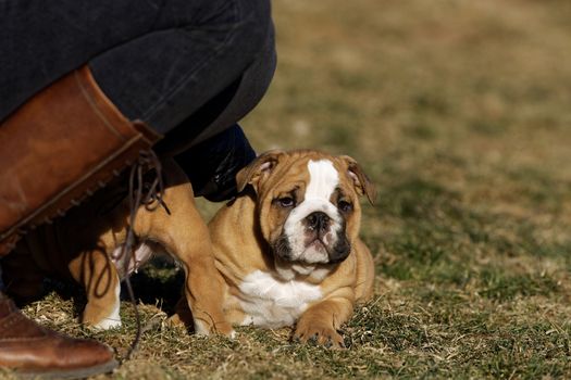 Portrait of the english bulldog in outdoor
