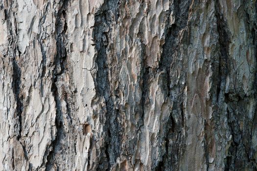 Abstract old wood tree bark texture background. Closeup of tree bark