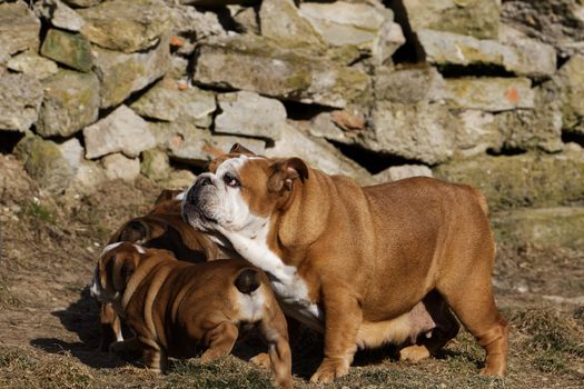 Portrait of the english bulldog in outdoor