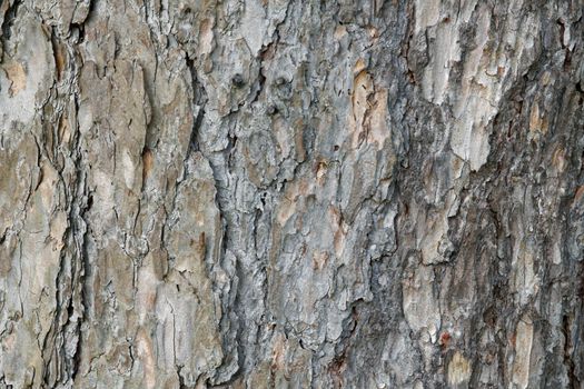 Abstract old wood tree bark texture background. Closeup of tree bark