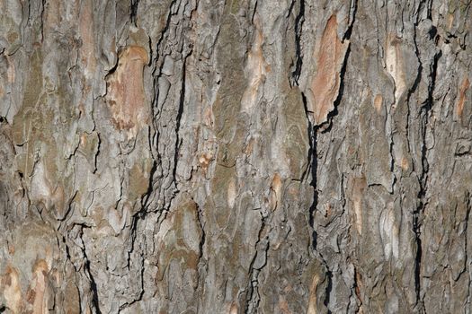 Abstract old wood tree bark texture background. Closeup of tree bark