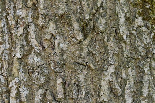 Abstract old wood tree bark texture background. Closeup of tree bark