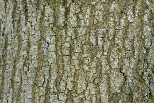 Abstract old wood tree bark texture background. Closeup of tree bark