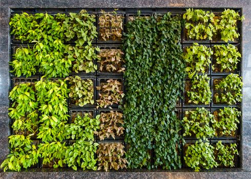 Indoor green wall also known as living wall or vertical garden