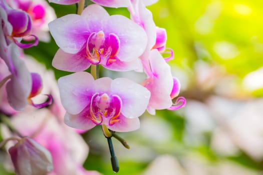 The background image of the colorful flowers, background nature