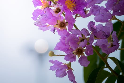 The background image of the colorful flowers, background nature