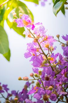 The background image of the colorful flowers, background nature