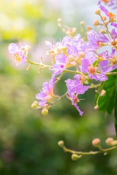 The background image of the colorful flowers, background nature