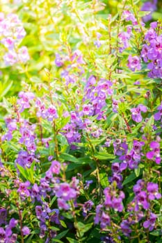 The background image of the colorful flowers, background nature