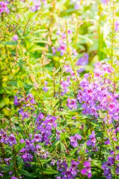 The background image of the colorful flowers, background nature