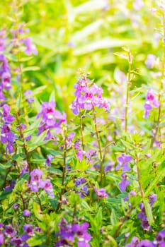 The background image of the colorful flowers, background nature