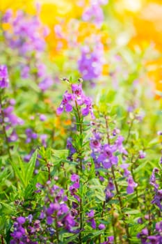 The background image of the colorful flowers, background nature