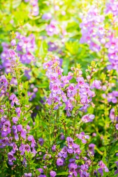 The background image of the colorful flowers, background nature