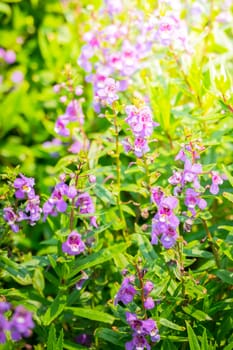 The background image of the colorful flowers, background nature