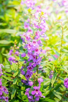 The background image of the colorful flowers, background nature