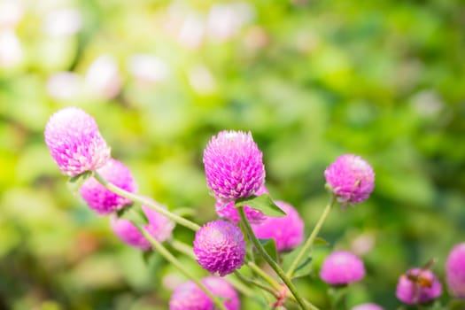 The background image of the colorful flowers, background nature