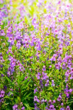 The background image of the colorful flowers, background nature