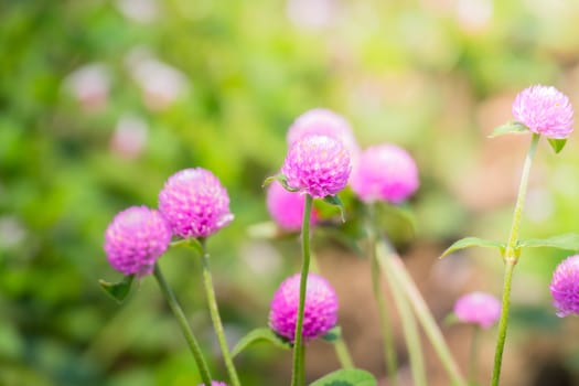 The background image of the colorful flowers, background nature