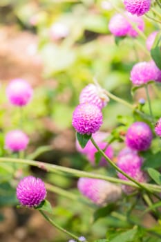 The background image of the colorful flowers, background nature