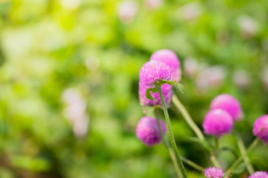 The background image of the colorful flowers, background nature