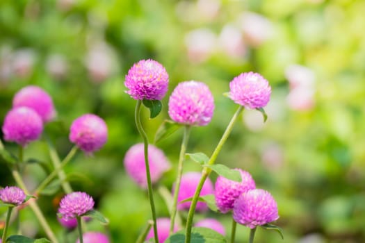 The background image of the colorful flowers, background nature