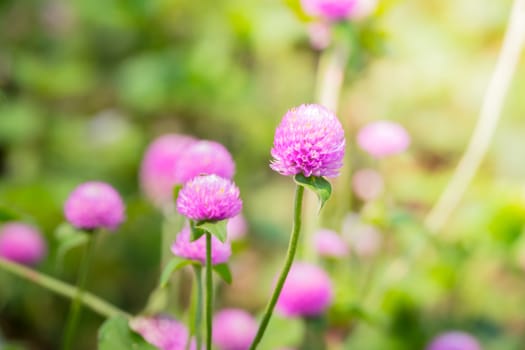 The background image of the colorful flowers, background nature