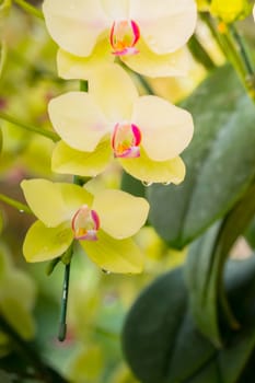 The background image of the colorful flowers, background nature