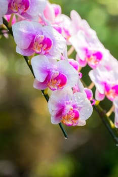 The background image of the colorful flowers, background nature