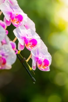 The background image of the colorful flowers, background nature