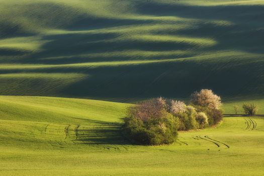 Sunset lines and waves with trees in the spring, South Moravia, Czech Republic