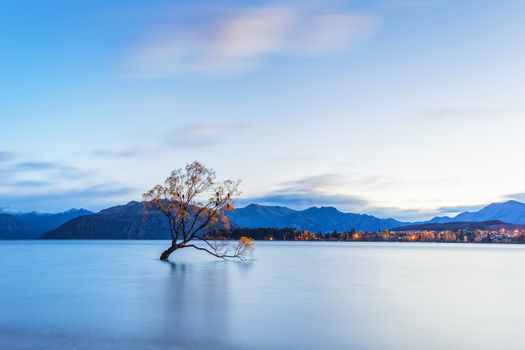 The famous tree at Lake Wanaka in sunrise, South Island of New Zealand.