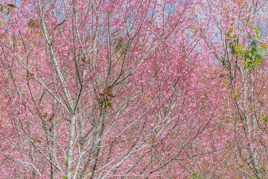 Beautiful Flower queen tiger Sakura , Cherry blossom Background at Phu Lom Lo , Loei and Phirsanulok, Thailand