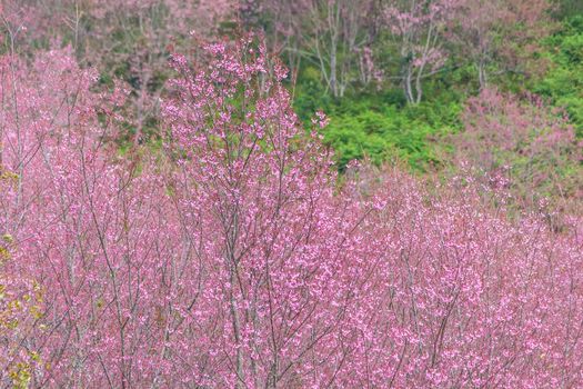 Beautiful Flower queen tiger Sakura , Cherry blossom Background at Phu Lom Lo , Loei and Phirsanulok, Thailand