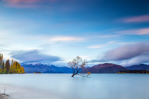 Famous tree at Lake Wanaka in sunrise, South Island of New Zealand.