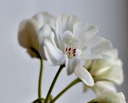 fresh, full bloom white geranium, close-up, soft focus,flowers on the windowsill