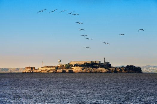 Alcatraz Island in the San Francisco Bay. Seagull flying, in motion.