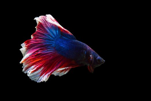 image of betta fish isolated on black background, action moving moment of Red Blue Rose Tail Betta, Siamese Fighting Fish