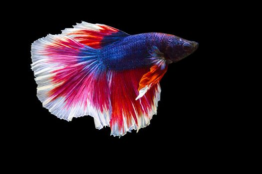 image of betta fish isolated on black background, action moving moment of Flower Half Moon Betta, Siamese Fighting Fish