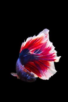 image of betta fish isolated on black background, action moving moment of Red Blue Rose Tail Betta, Siamese Fighting Fish